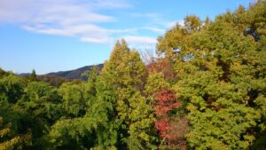 秋晴れの空と色づき始めた木々の風景|京都へ向かう道中での車窓からの景色