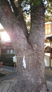 晴明神社にあるミツマタのご神木(楠)