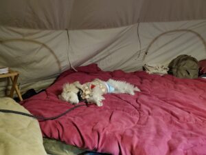 布団で眠る愛犬