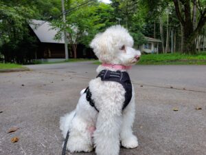 宿前で座る白いトイプードル
