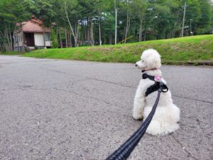 森を見つめる犬の後ろ姿