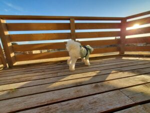 テラスで海風を感じる愛犬