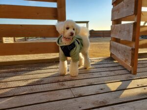 デッキに立つ愛犬