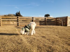 芝生を散策する愛犬