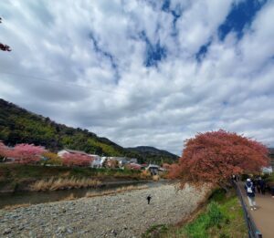 河津桜まつりの満開の桜並木と菜の花