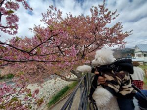 河津桜を背景に愛犬を撮影
