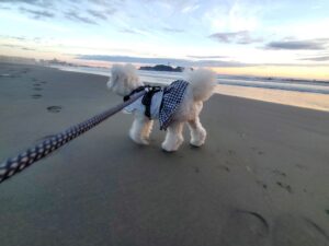 砂浜を歩く白い犬とリード、海に向かって進む姿