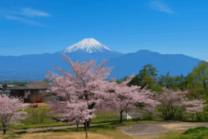桃花橋から望む桜と富士山の絶景