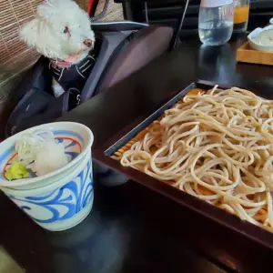 テーブルでそばを見つめる犬