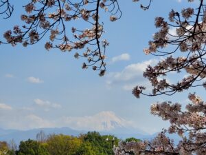 桜越しに望む富士山の絶景