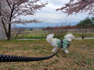桜の下で散歩を楽しむトイプードル