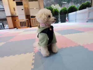 室内ドッグランでおすわりするトイプードル