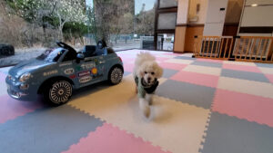 ドッグランで元気に駆け回る愛犬とミニカー