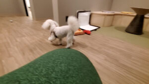 室内ドッグランを走る白いトイプードルの後ろ姿