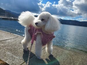 芦ノ湖を背景に立つ白いトイプードルのアップ