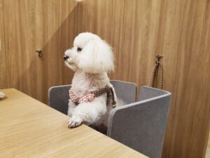犬用チェアにちょこんと座る白いトイプードル