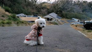道路に座る愛犬