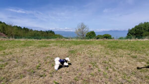 北アルプスを背景にドッグランで遊ぶ白いトイプードル