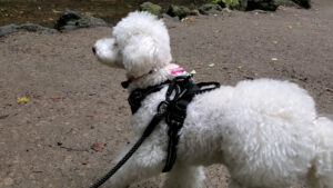 滝に向かって歩く犬