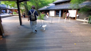 ウッドデッキを歩く犬