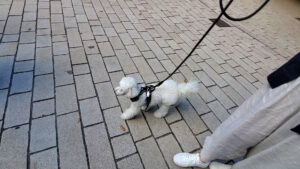 石畳を歩く犬