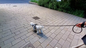 石畳を歩く犬