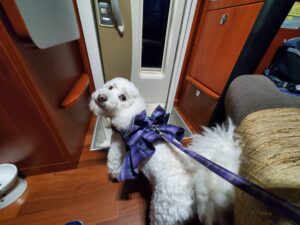 愛犬が車内にいる様子