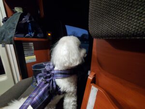 愛犬の車内で落ち着いている様子