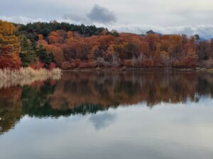 蓼科湖と紅葉が映る湖面の風景