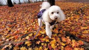 紅葉の絨毯を歩く愛犬