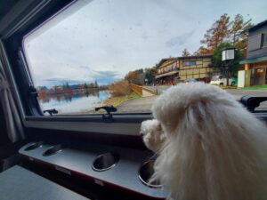 キャンピングカー内で待機する愛犬
