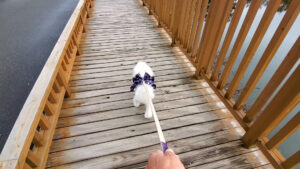 蓼科湖の湖畔を愛犬と歩く様子