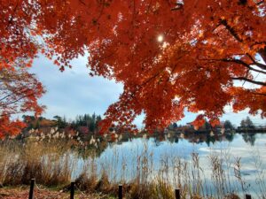 青空と紅葉のコントラストが美しい蓼科湖の景色