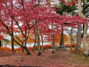 観光客がカメラを構える紅葉スポット