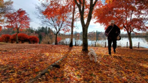 蓼科湖を背景に犬と紅葉を撮影する様子
