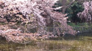池の水面に枝を伸ばす三嶋大社の桜、春の風に揺れる花びら