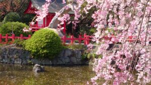 朱色の社殿と鮮やかな枝垂れ桜が彩る三嶋大社の春景色