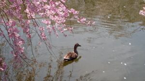 池に咲きこぼれるしだれ桜と泳ぐカモ、三嶋大社の春の風景