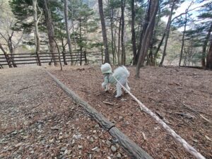 森林の散策路を歩く愛犬の後ろ姿