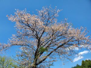 一本の大きな桜の木と青空