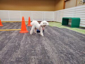 室内ドッグランで遊ぶ白いトイプードル