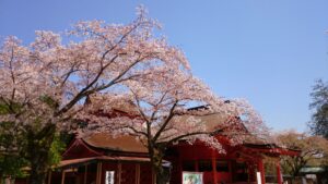 富士山本宮浅間大社の朱塗りの本殿と咲き誇る桜