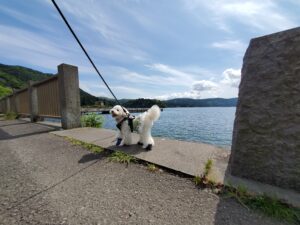 湖畔を朝散歩する白いトイプードル