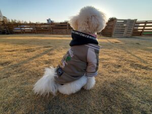 犬連れ温泉旅で夕日を眺めながら座る白いトイプードルの後ろ姿