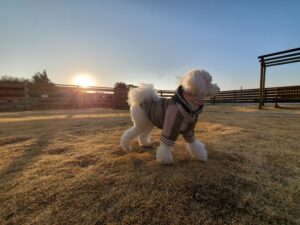 犬連れ温泉旅の朝に散歩を楽しむ白いトイプードル