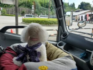 犬連れ旅行で車に乗って外を見る白いトイプードル