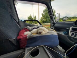 犬連れ旅行の帰り道に車で眠る白いトイプードル