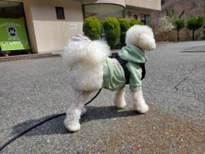 犬連れ温泉旅で宿の前に立つ白いトイプードル