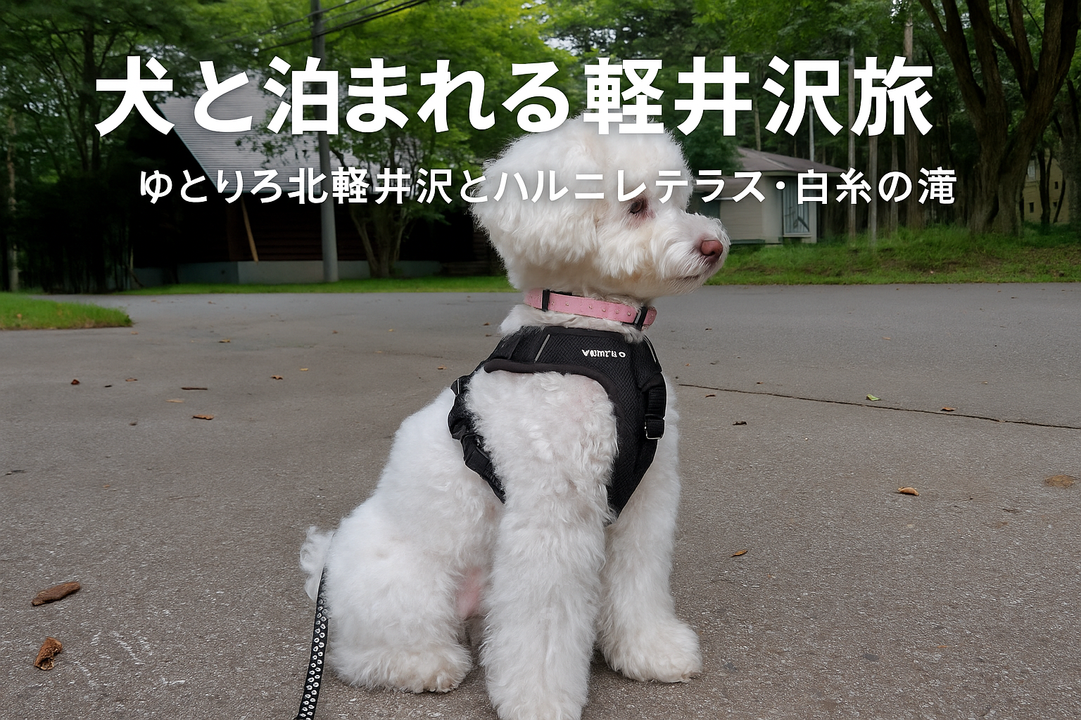 北軽井沢の宿前で座る白いトイプードルと静かな森の背景