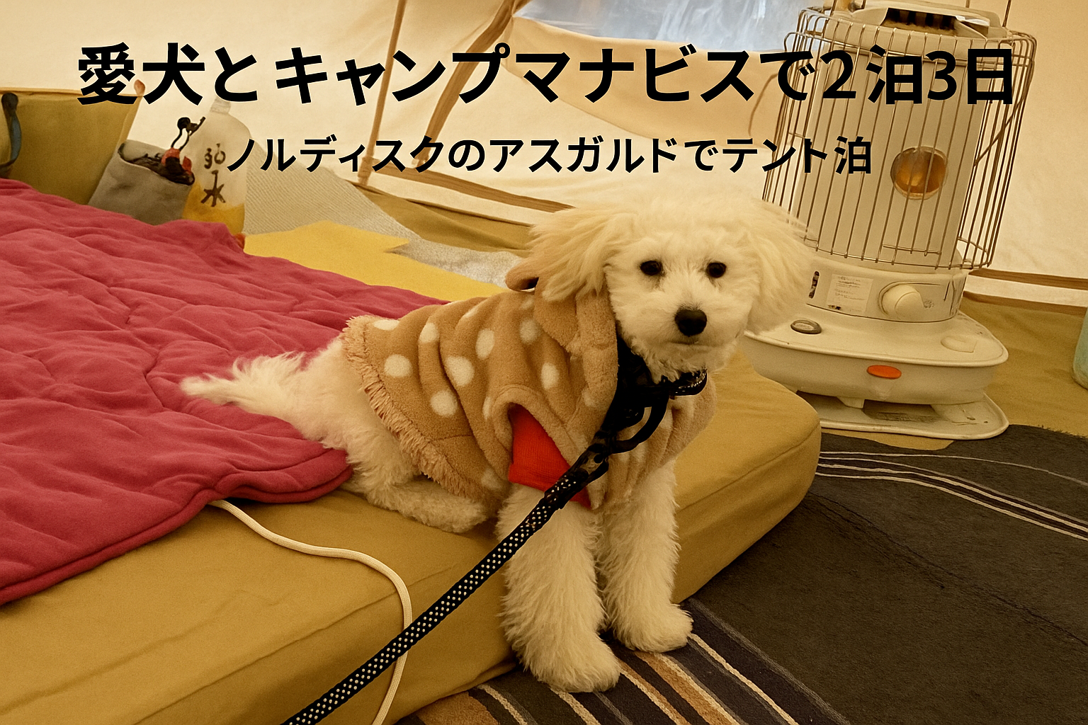 テント内でストーブの前に座る白いトイプードル。冬キャンプ中の様子。
